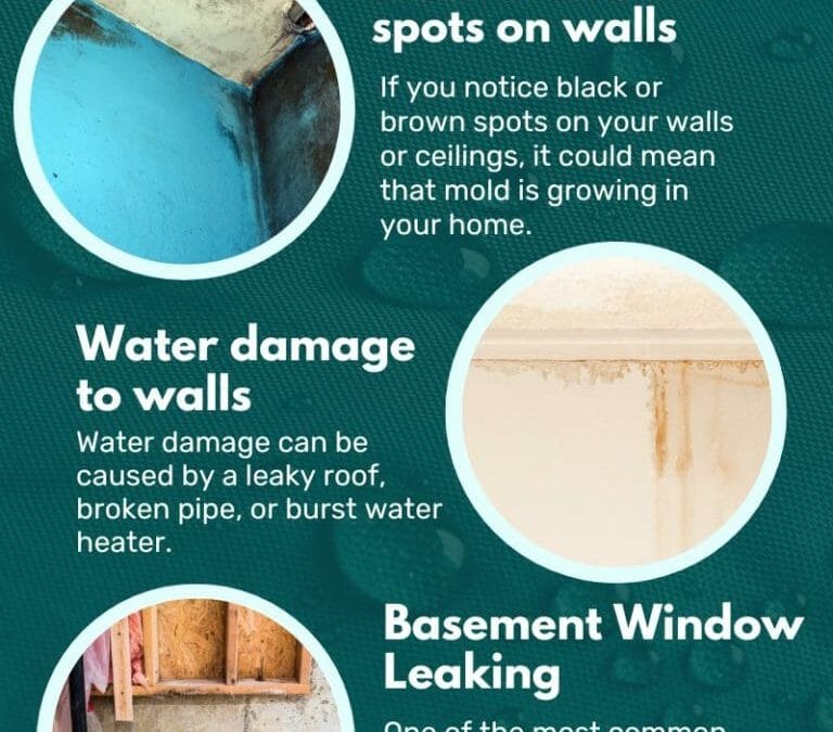 Top 5 Signs You Have Mold in Your Home Infographic